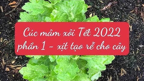 Cách trồng cúc mâm xôi Tết 2022 phần 1- xịt ra rễ cho cây