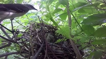 Mockingbird Nesting