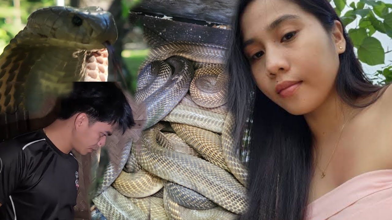 MGA COBRA SA KUBO NG DALAGA