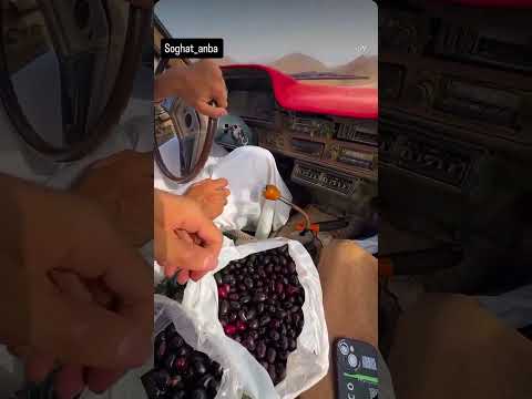 فقط بچه ها جنوب میدونن جم چ طعم و مزه ی خفنی داره میوه استوایی فوق العاده خاص جنوب بندرعباس میناب