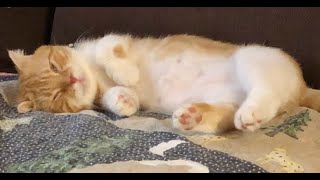 Furry Orange sleeps on the sofa with his eyes half open until woken up by Idol Gray #pringpringcats