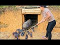 The girl single-handedly dug a tunnel to make a home for her newborn piglets.