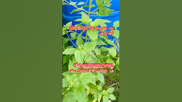 CỎ LÀO (cây Cộng sản, cây bông hôi) cầm máu vết thương hở, nhanh lành vết thương #colao #chaymau