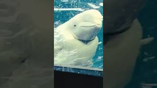 Beluga Whale  One Of The Most Beautiful sea Creature in front Of Aadi ?#mr_aadi_barrister#shorts