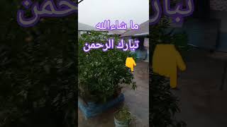 وجعلنا من الماء كل شيء حي