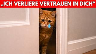 7 Common Mistakes That Cause Your Cat to Lose Trust You