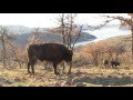 Bison bull in the Rhodope Mountains