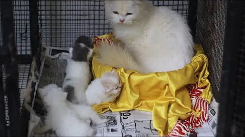 Video 6340811: russian blue persian kitten, russian blue persian cat, home pets