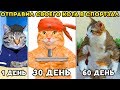 ОТПРАВИЛ СВОЕГО КОТА В СПОРТЗАЛ! и вот что вышло! - Furry Fighter