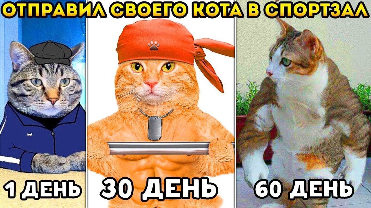 ОТПРАВИЛ СВОЕГО КОТА В СПОРТЗАЛ! и вот что вышло! - Furry Fighter