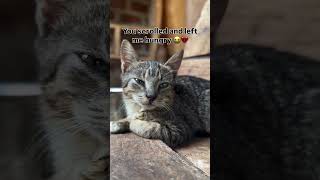 Please don’t scroll without commenting a ❤️or share to Feed our cats 🙏Donation link bio