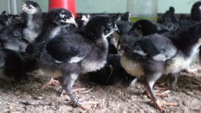 qoraygan mushak oyoqlari porno VK da rus lanj