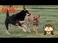 German Shepherd mix challenges Cane Corso at the dog park ⚠️