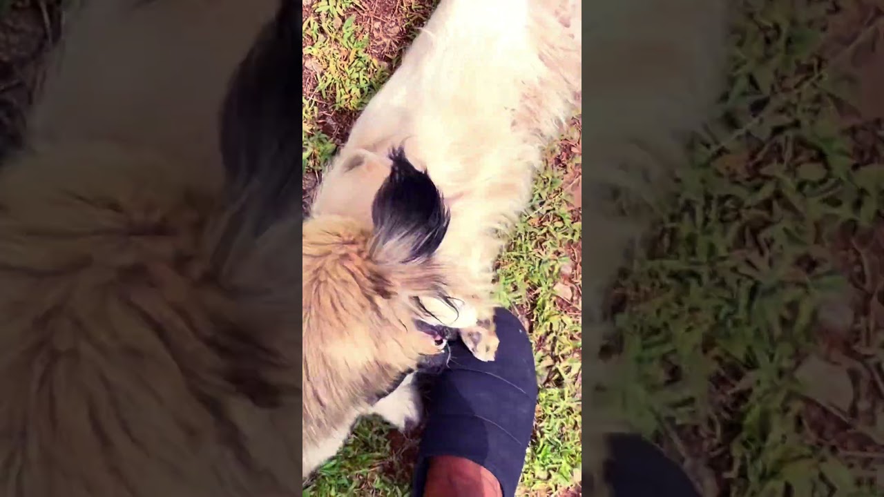 Something Big #gospelmusic #singing #music #singer #fypシ #cassava  #howto #homemade #shorts #fypシ