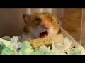 【ハムスターの歯は命】ガリガリおやつタイム