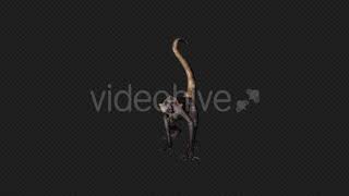 Monkey Attack Pack01 4 In 1 | Motion Graphics - Envato elements