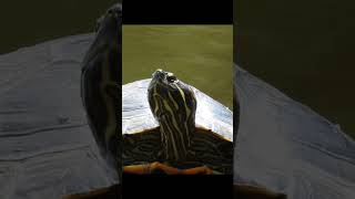 World Turtle Day - Sat 23 May 2026 Delta BC 🇨🇦