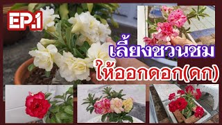 Plant adenium to have a lot of flowers EP.1