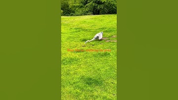 Blue Heron stalking a gopher #hunting #birds #blueheron #animalshorts #animalsvideo #animal #hunter