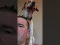 bertie my hound