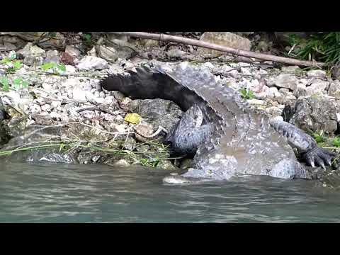 Videó: Sumidero Canyon Nemzeti Park: A teljes útmutató