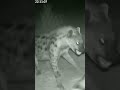 The Wild Claims the Scene #SceneClaimed #AnimalBattle #WildMoment #NatureDrama #BeastLife