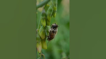 #قران 🌿 واوحى ربك إلى النحل 🌿 سورة النحل