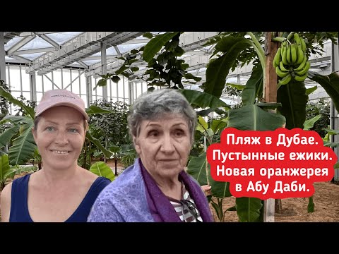 Пляж в Дубае. Пустынные ежики. Огромная новая оранжерея в Абу Даби. Mawasem Park