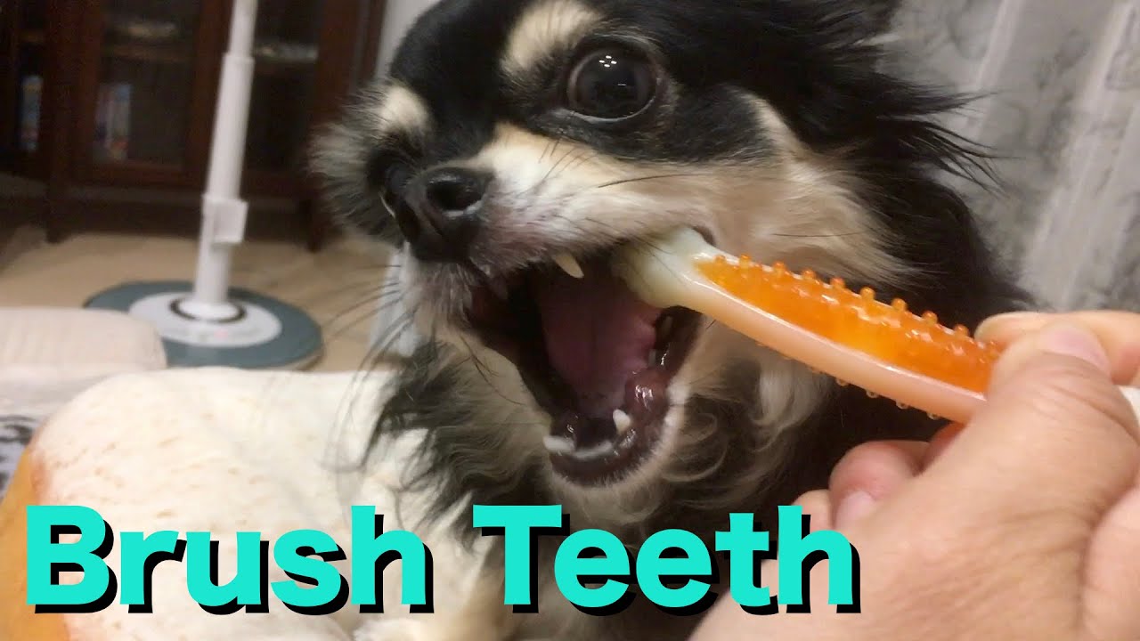 Chihuahua Brush Teeth! / チワワ、歯を磨く！ YouTube
