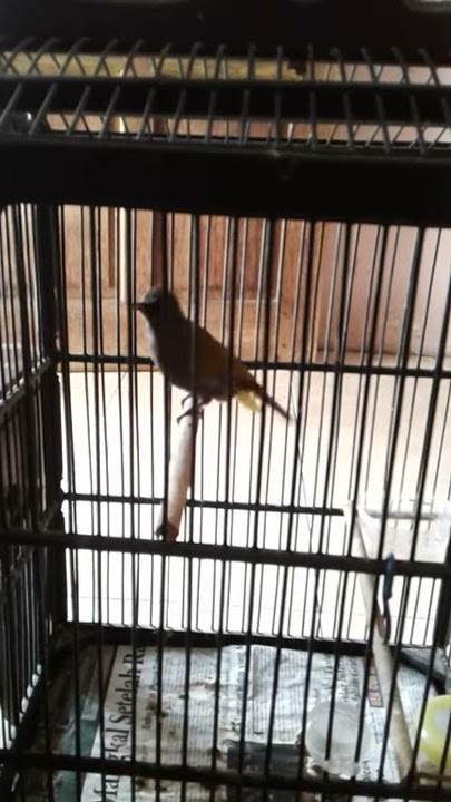 Cucak kelabu full nembak