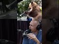 Russian Bear on Bike Plays a Trumpet - Joe Rogan Mp3 Song