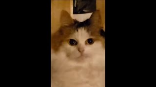 10 CUTE AND FUNNY CAT VIDEOS TO KEEP YOU SMILING by Luxooze Pets 211 views 2 years ago 3 minutes, 15 seconds