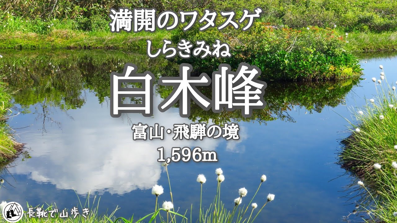 【ワタスゲ】白木峰(しらきみね) フワフワのワタスゲを求めて 富山・飛騨の花の山 2024年6月8日 - YouTube