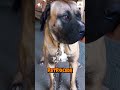 Tosa Inu: el poderoso perro japonés que impone respeto…🐕‍🦺🐶#mascotas #animales #perros #farm #agro