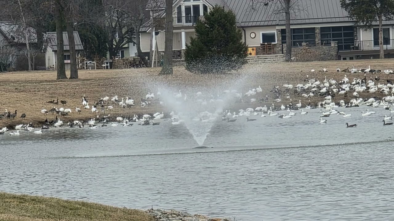 Under attack! 💣...The geese have landed. @lisaTthatsme 