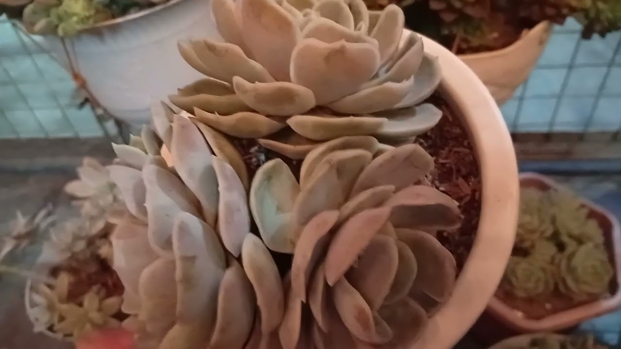 Thank you sa Valentines gift🪷🥰