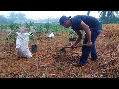 Video: Apakah Itu Jeruk Timun: Cara Menanam Jeruk Di Taman Anda
