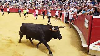 Toro Bravo  Nuñez Del Cuvillo Plaza Toros Laguna Duero Asociación Virgen Villar Ganaderia Caminero