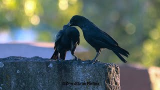 Crows Mate for Life / Allopreening Together