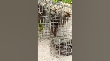 Bẫy chuột & thịt chuột cống nhum#shorts