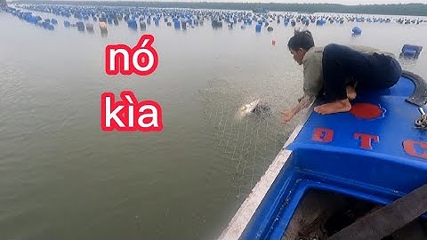 thăm lưới cá chẽm thật là mai mắm được con cá chẽm khủng (lê nghĩa cần giờ)