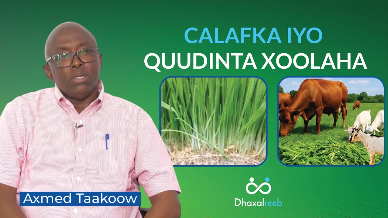calafka iyo quudinta xoolaha |   Axmed Taakoow
