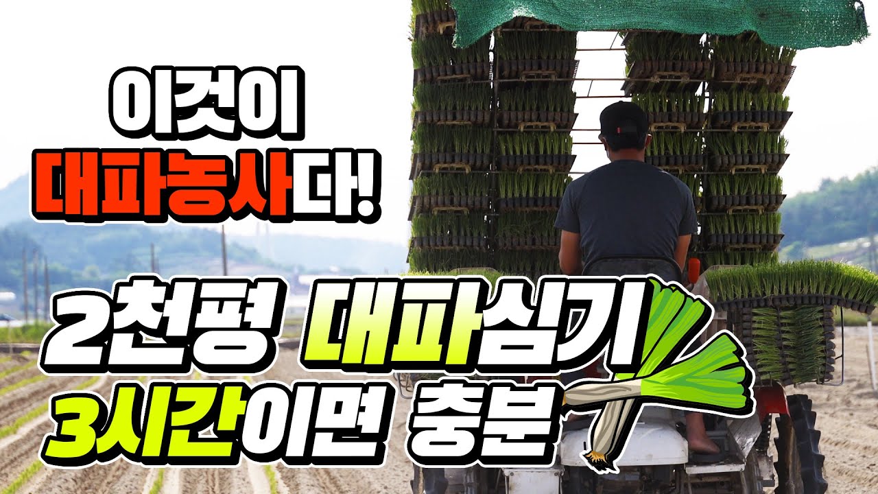 대파 모종 심기 ,작물을 알고  농사를 생각하다! - 신안 임자도 대파정식현장 -
