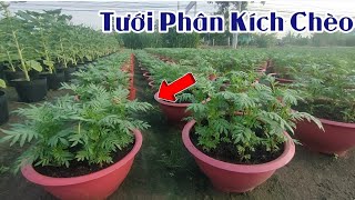 Tưới Phân Kích Chèo Cho Vạn Thọ - Huỳnh Thủy Tinh Vlog