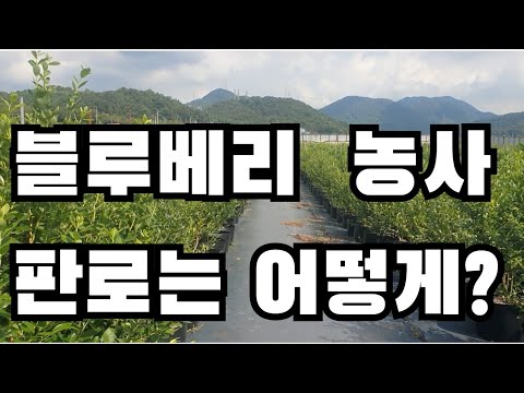 블루베리 농사 판로는 어떻게 개척해 나가야 할까 초보자가 직거래 완판을 했던 경험담을 이야기 하며 공유해 봅니다