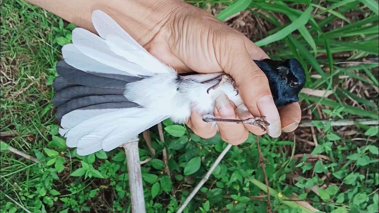 cách bẩy choè than đơn giản ,nhanh,gọn,hiểu quả nhất, tóm gọn cả đàn