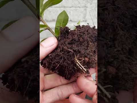 Video: Zal ixora in de schaduw groeien?