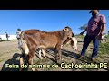 FEIRA DE ANIMAIS DE CACHOEIRINHA PE (gado,ovinos,caprinos e suínos)