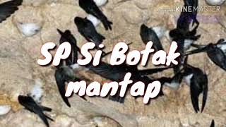 Suara walet Si Botak mantap #walet #rbw #suara panggil #viral