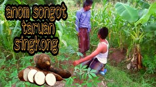 ANOM SONGOT .TAROAN SINGKONG...MADURA LUCU